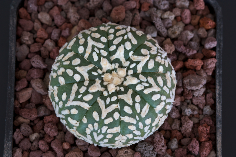 Astrophytum asterias cv. super kabuto v-type 