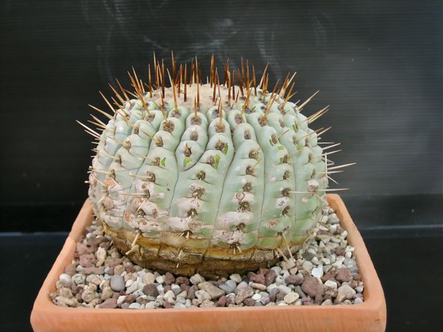 Copiapoa columna-alba 