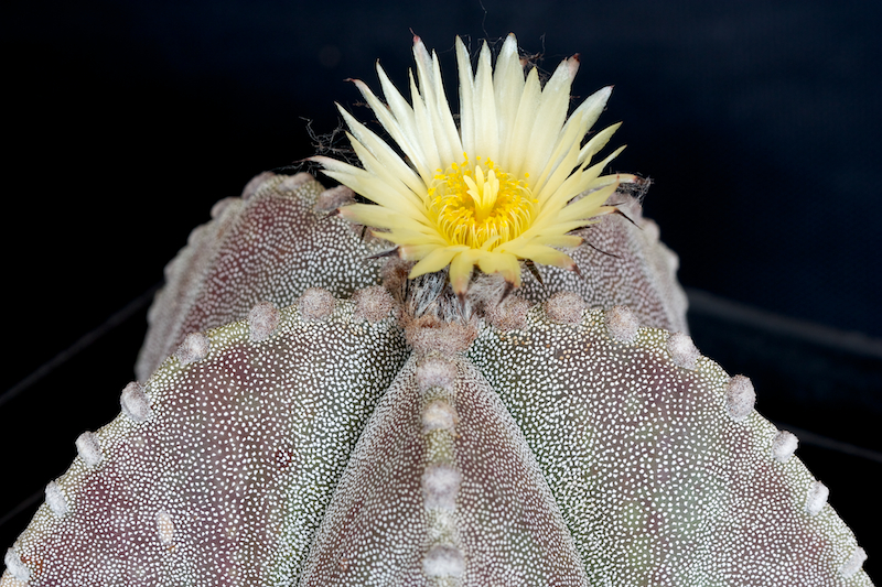 Astrophytum myriostigma v. strongylogonum 