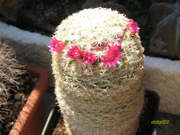 Mammillaria haageana 