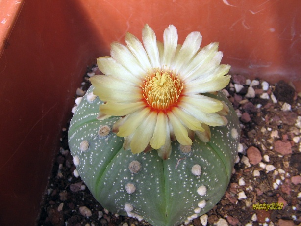 Astrophytum asterias 