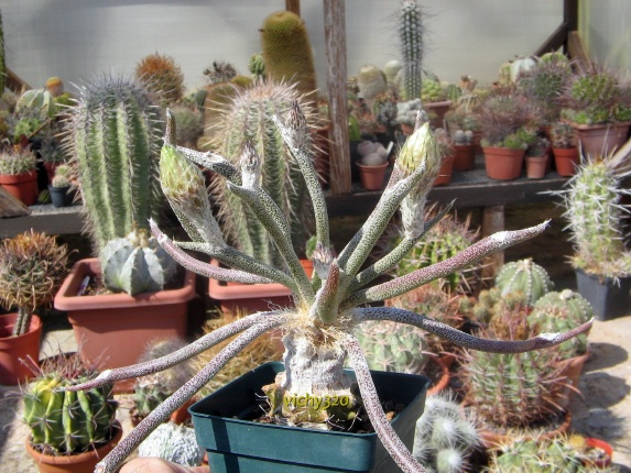 Astrophytum caput-medusae 