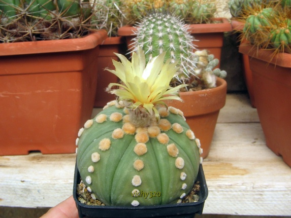 Astrophytum asterias v. nudum 