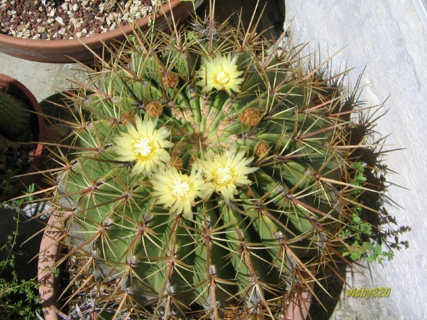 Ferocactus histrix 