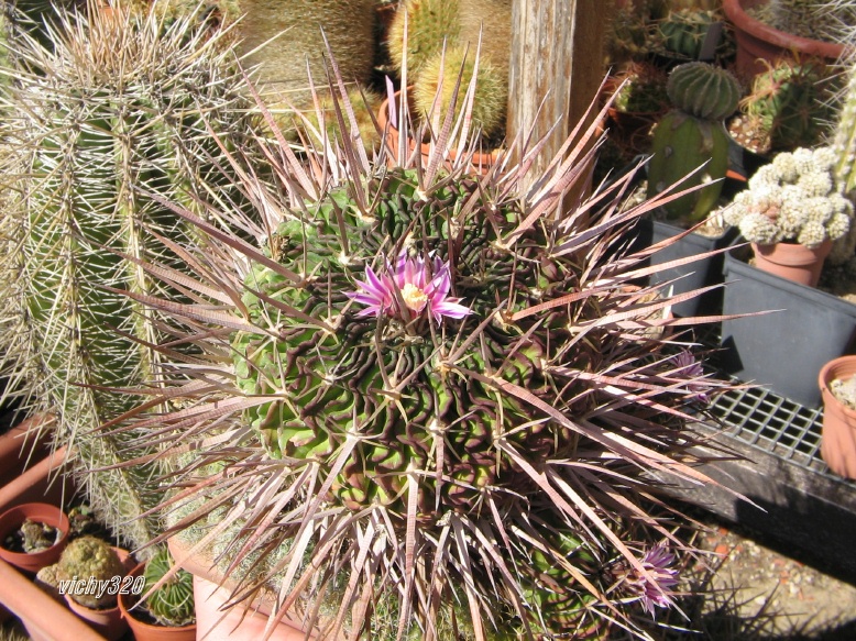 Echinofossulocactus crispatus f. longispinus 