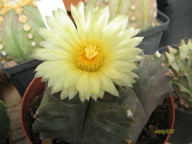 Astrophytum myriostigma cv. kikko 