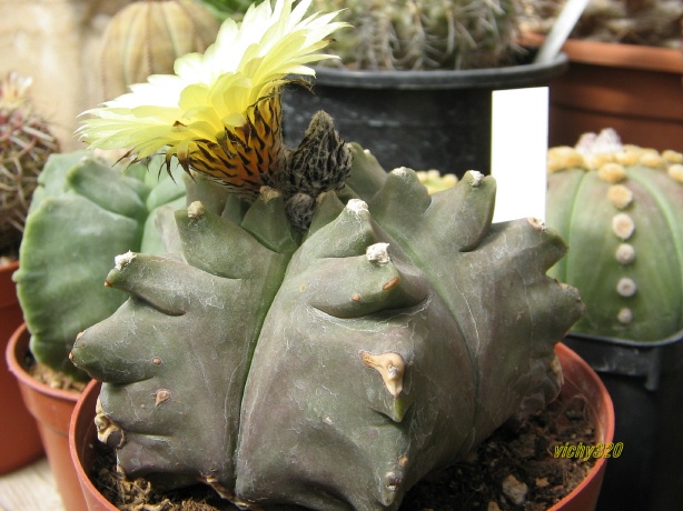 Astrophytum myriostigma cv. kikko 