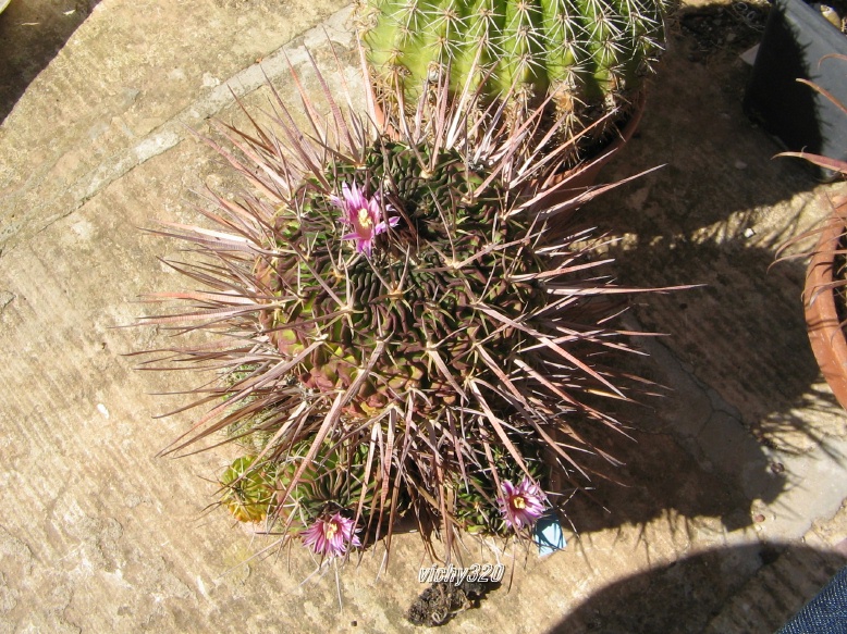 Echinofossulocactus crispatus f. longispinus 