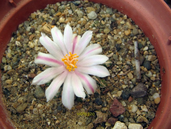 Ariocarpus kotschoubeyanus v. albiflorus 