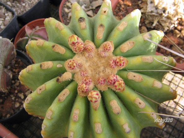 Ferocactus glaucescens v. inermis 