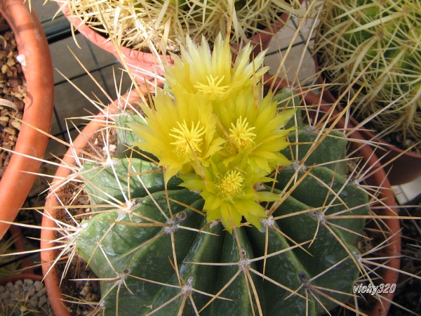 Ferocactus echidne v. rafaelensis 