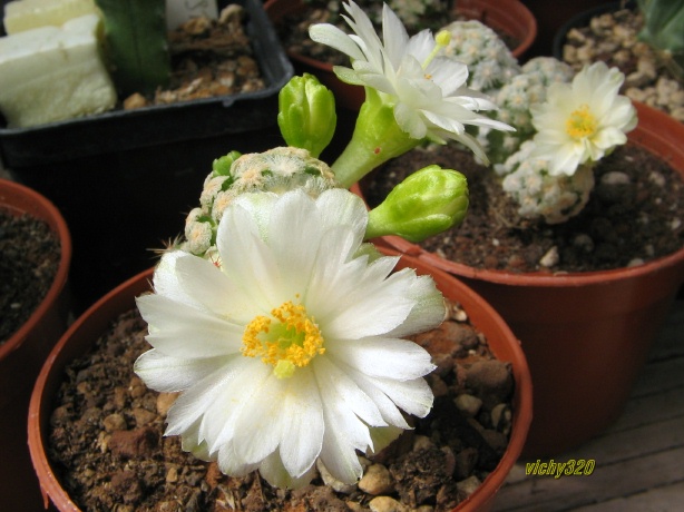 Mammillaria theresae f. albiflora 