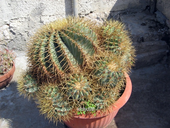 Ferocactus glaucescens 