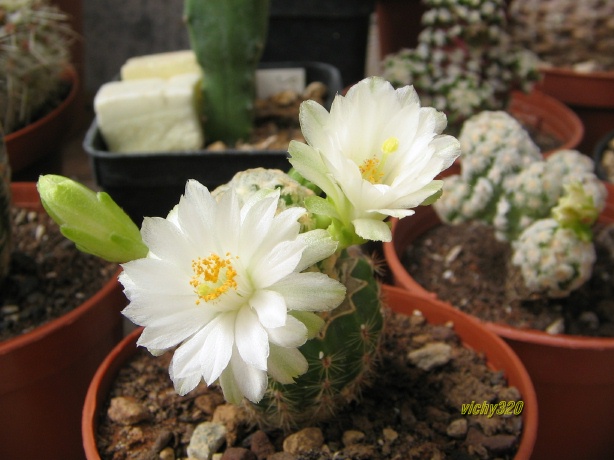 Mammillaria theresae f. albiflora 