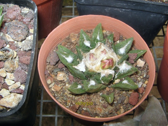 Ariocarpus agavoides x fissuratus 