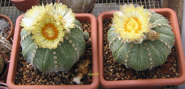 Astrophytum asterias 