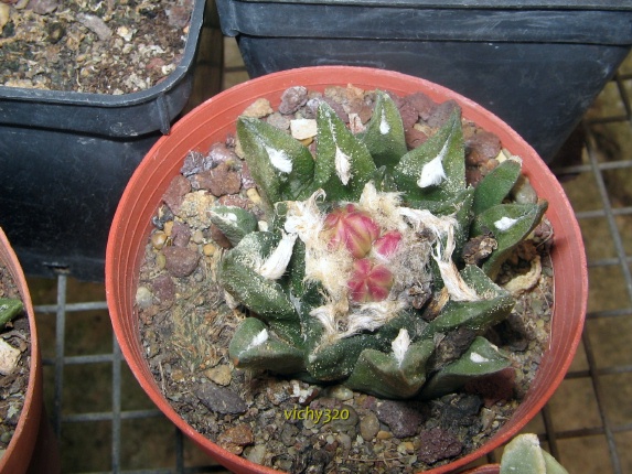 Ariocarpus agavoides x fissuratus 