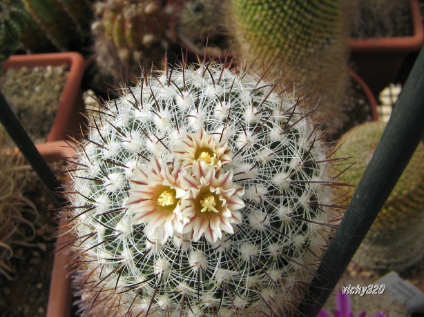 Echinofossulocactus vaupelianus 