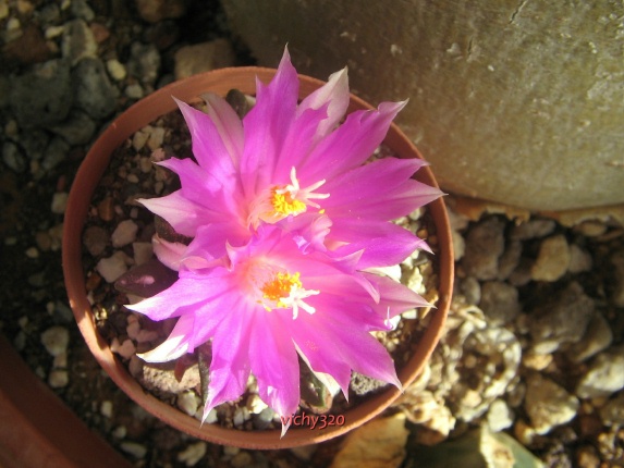 Ariocarpus agavoides x fissuratus 