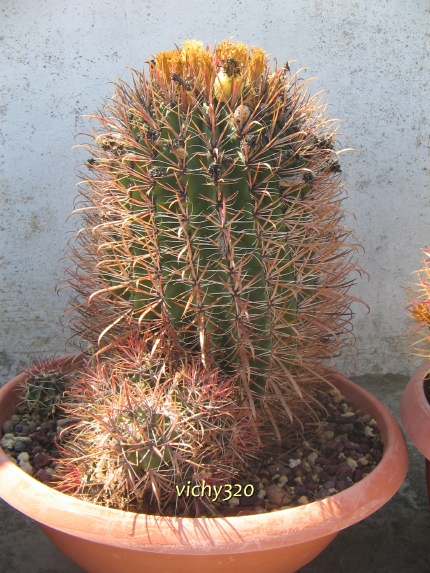 Ferocactus gracilis ssp. coloratus 