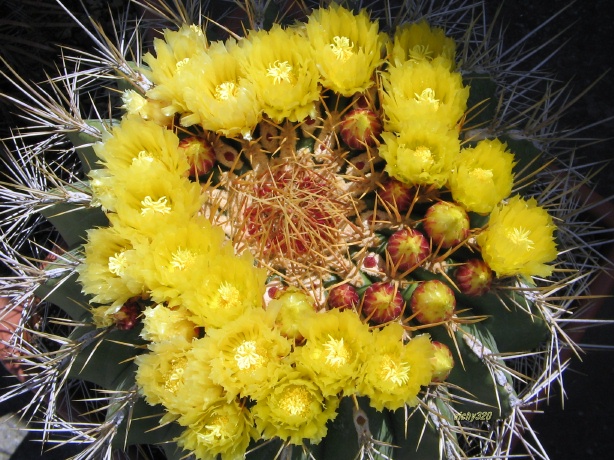 Ferocactus alamosanus 