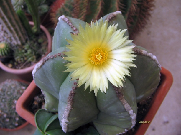 Astrophytum myriostigma v. nudum 