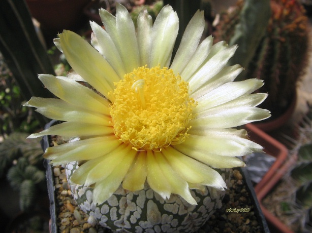 Astrophytum asterias cv. super kabuto snow type 