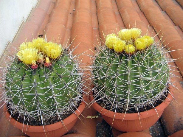 Ferocactus alamosanus 