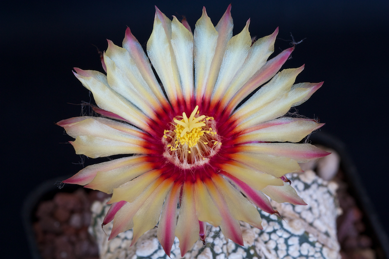 Astrophytum asterias cv. super kabuto x senile v. aureum 