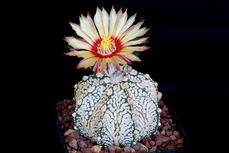 Astrophytum asterias cv. super kabuto x senile v. aureum 