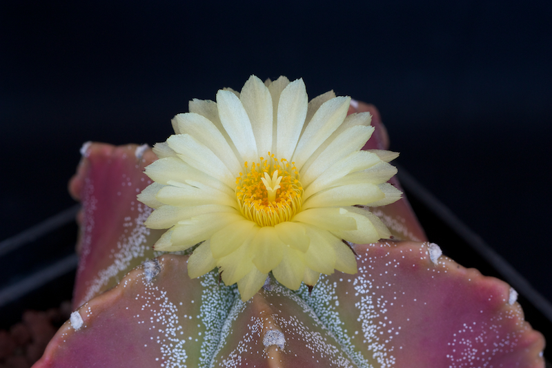 Astrophytum myriostigma hybrid 