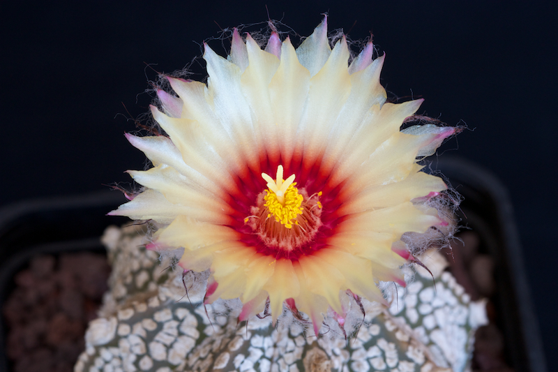 Astrophytum asterias cv. super kabuto x senile 