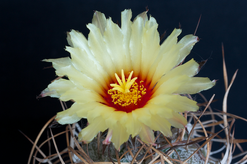 Astrophytum capricorne v. crassispinum 