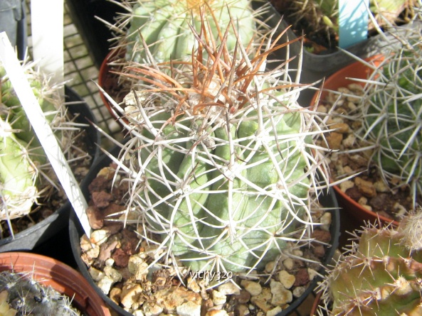 Copiapoa coquimbana 