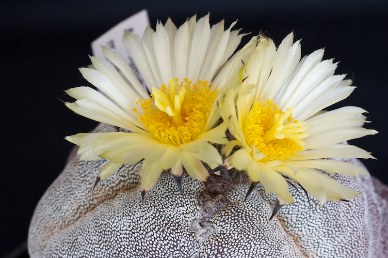 Astrophytum myriostigma f. tricostatum 