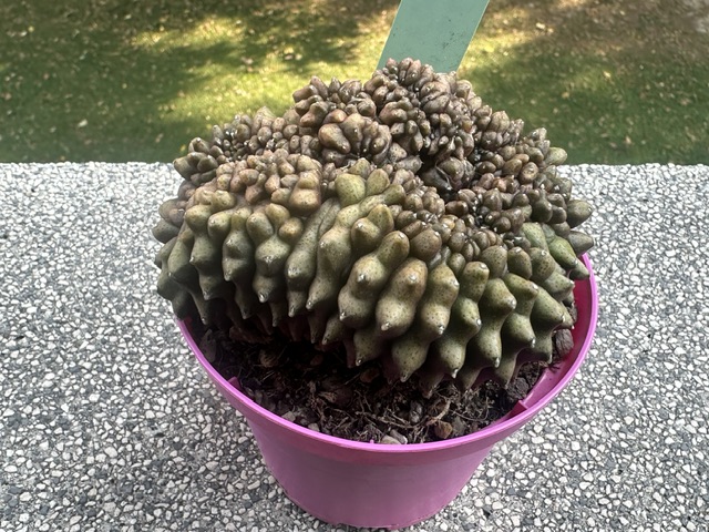 gymnocalycium mihanovichii f. crestata