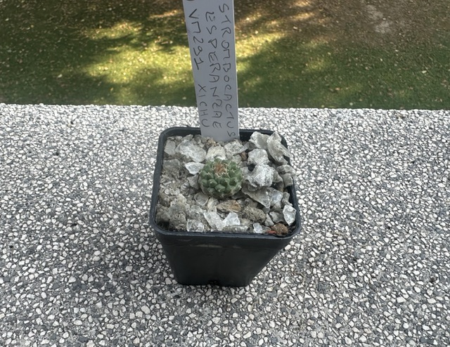 strombocactus disciformis ssp. esperanzae