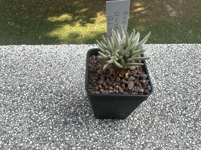 avonia quinaria ssp. alstonii
