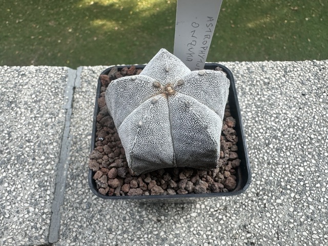 astrophytum myriostigma cv. onzuka