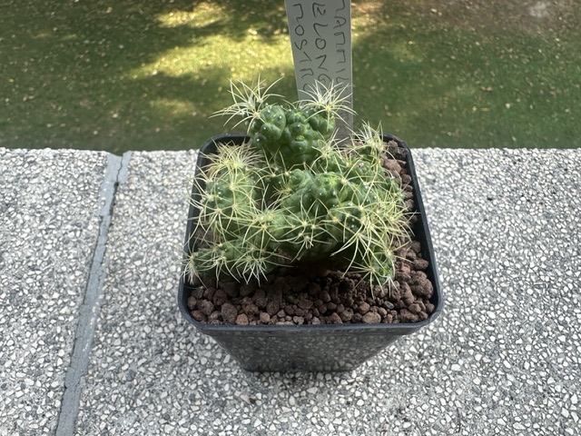 mammillaria elongata f. mostruosa