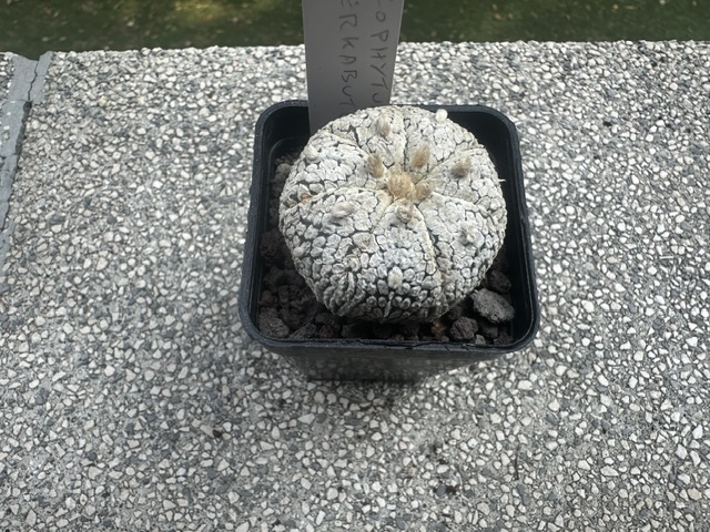 Astrophytum asterias cv. super kabuto 