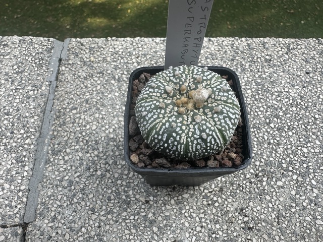 astrophytum asterias cv. super kabuto