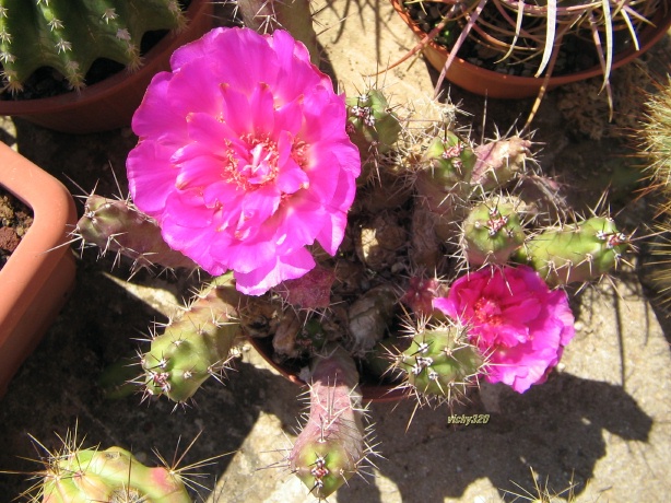 Echinocereus pentalophus 