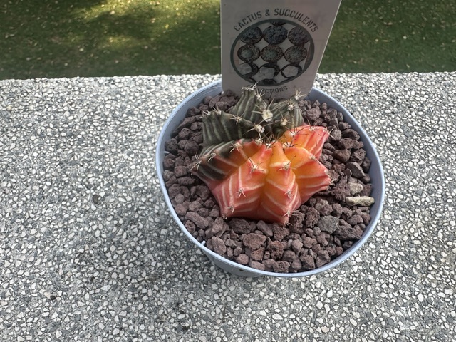 gymnocalycium mihanovichii f. variegata