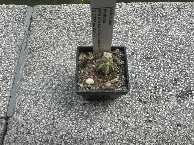 aztekium hintonii