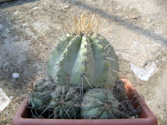 Copiapoa cinerea v. albispina 