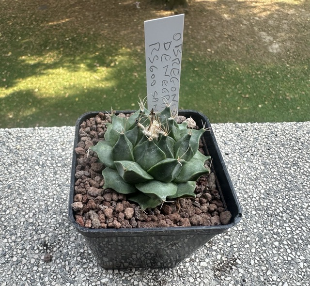 obregonia denegrii