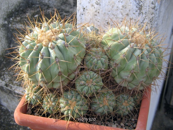 Copiapoa haseltoniana 