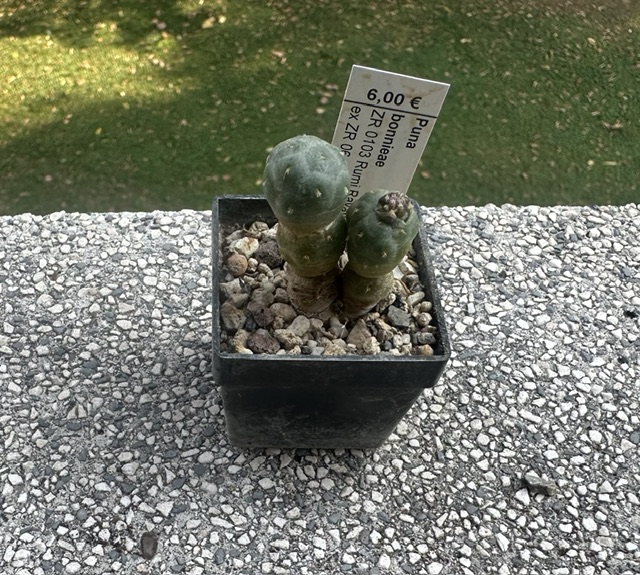 puna bonnieae