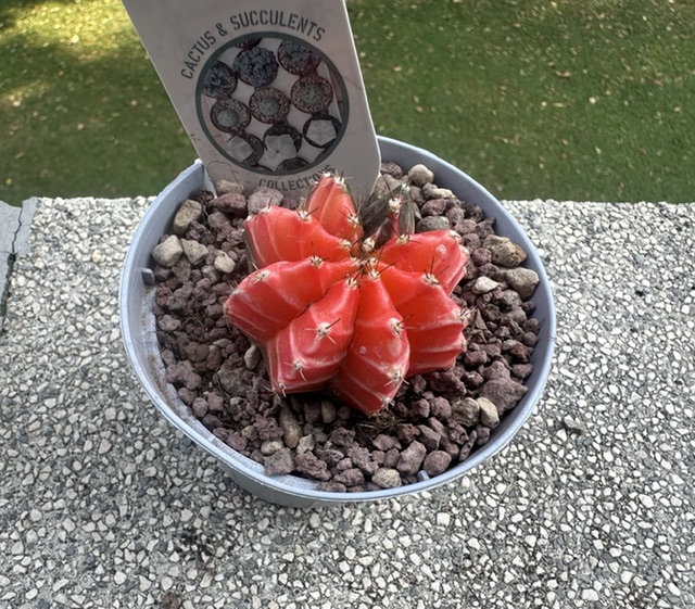Gymnocalycium mihanovichii f. variegata 